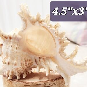 Natural Spiked Seashell Decor